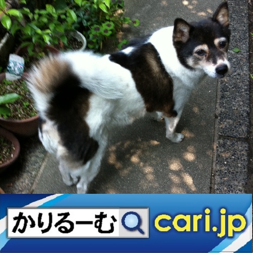 f:id:cari11:20200905101914j:plain