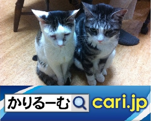 f:id:cari11:20200912091326j:plain