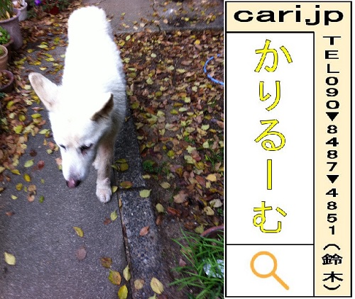 f:id:cari11:20210227093926j:plain