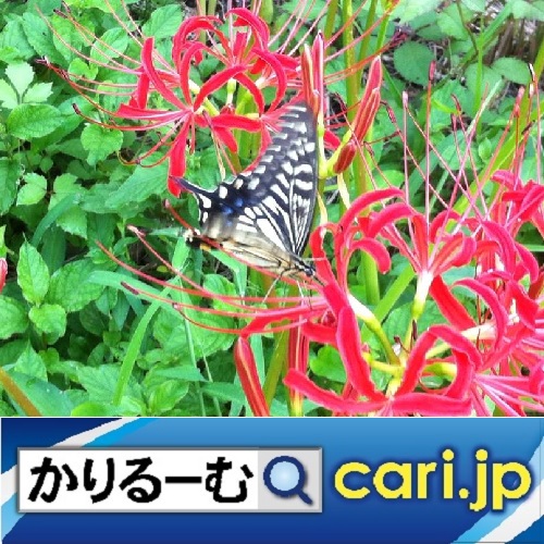 f:id:cari11:20210801080246j:plain