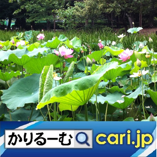 f:id:cari11:20210907125155j:plain