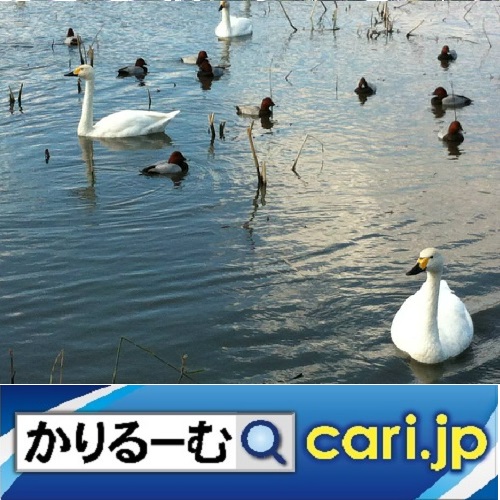 f:id:cari11:20211021090136j:plain