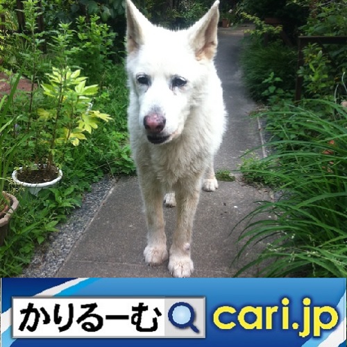 f:id:cari11:20220111201736j:plain