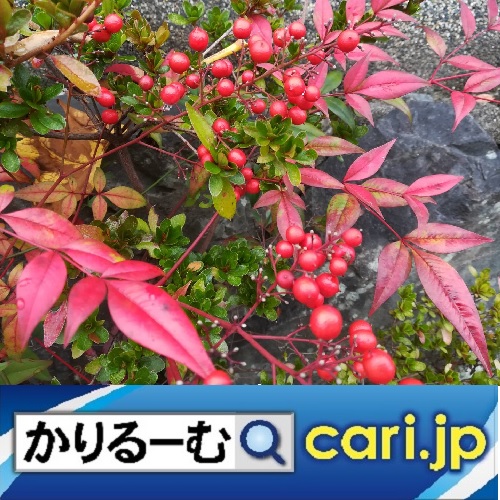 f:id:cari11:20220114080428j:plain