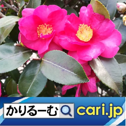 f:id:cari11:20220302214532j:plain