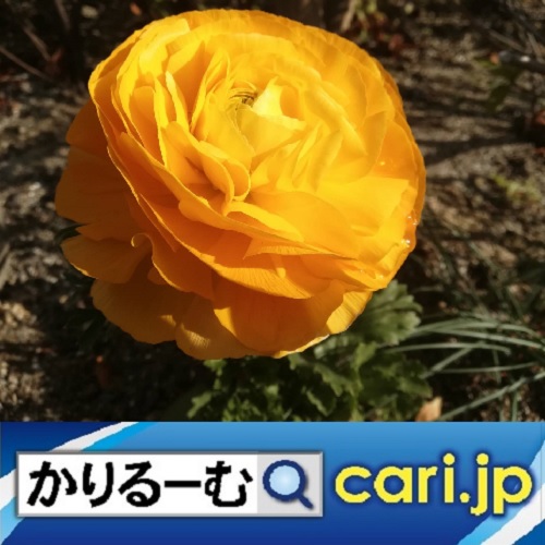 f:id:cari11:20220402124526j:plain