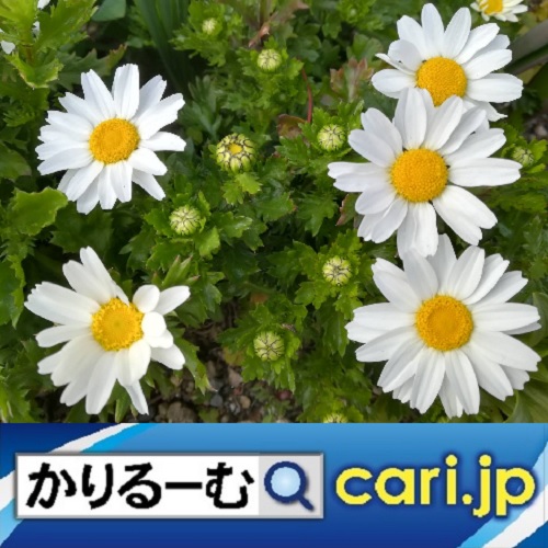 f:id:cari11:20220407090526j:plain