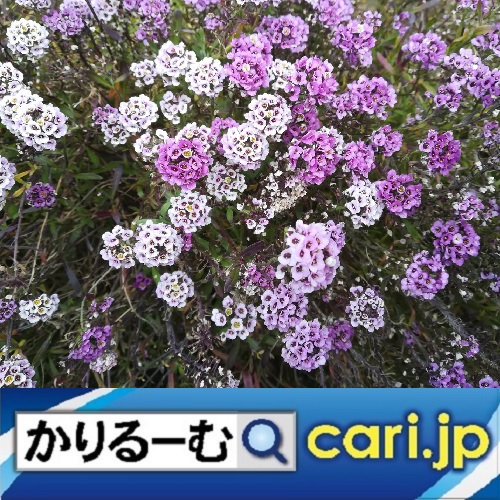 f:id:cari11:20220412213211j:plain