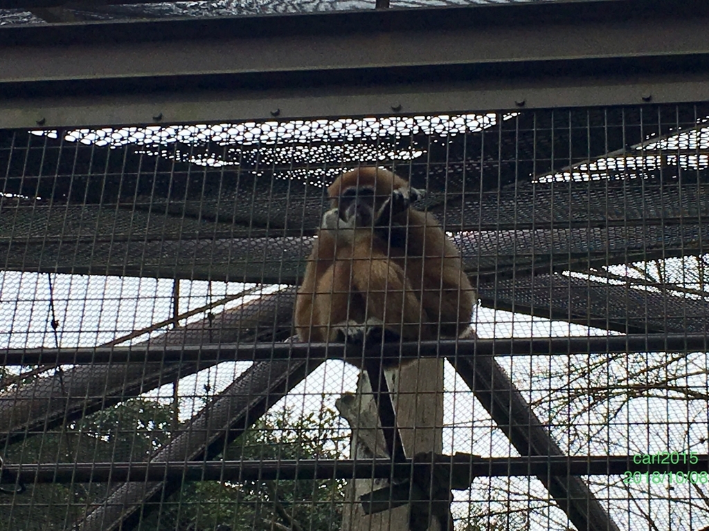 f:id:carl2015:20181010101218j:plain