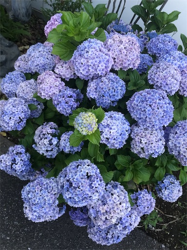 f:id:carllewico_yu221:20190720110429j:image f:id:carllewico_yu221:20190720110429j:image