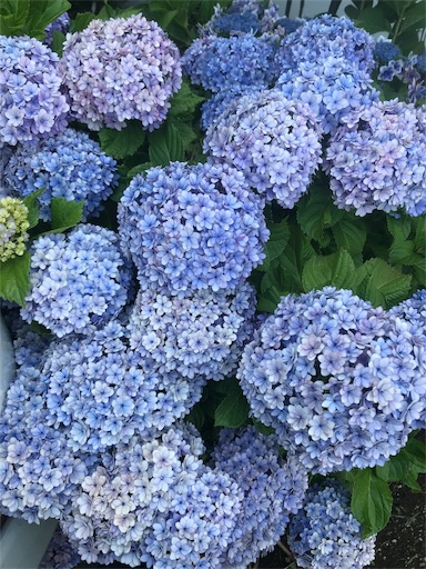 f:id:carllewico_yu221:20190720113752j:image f:id:carllewico_yu221:20190720113752j:image