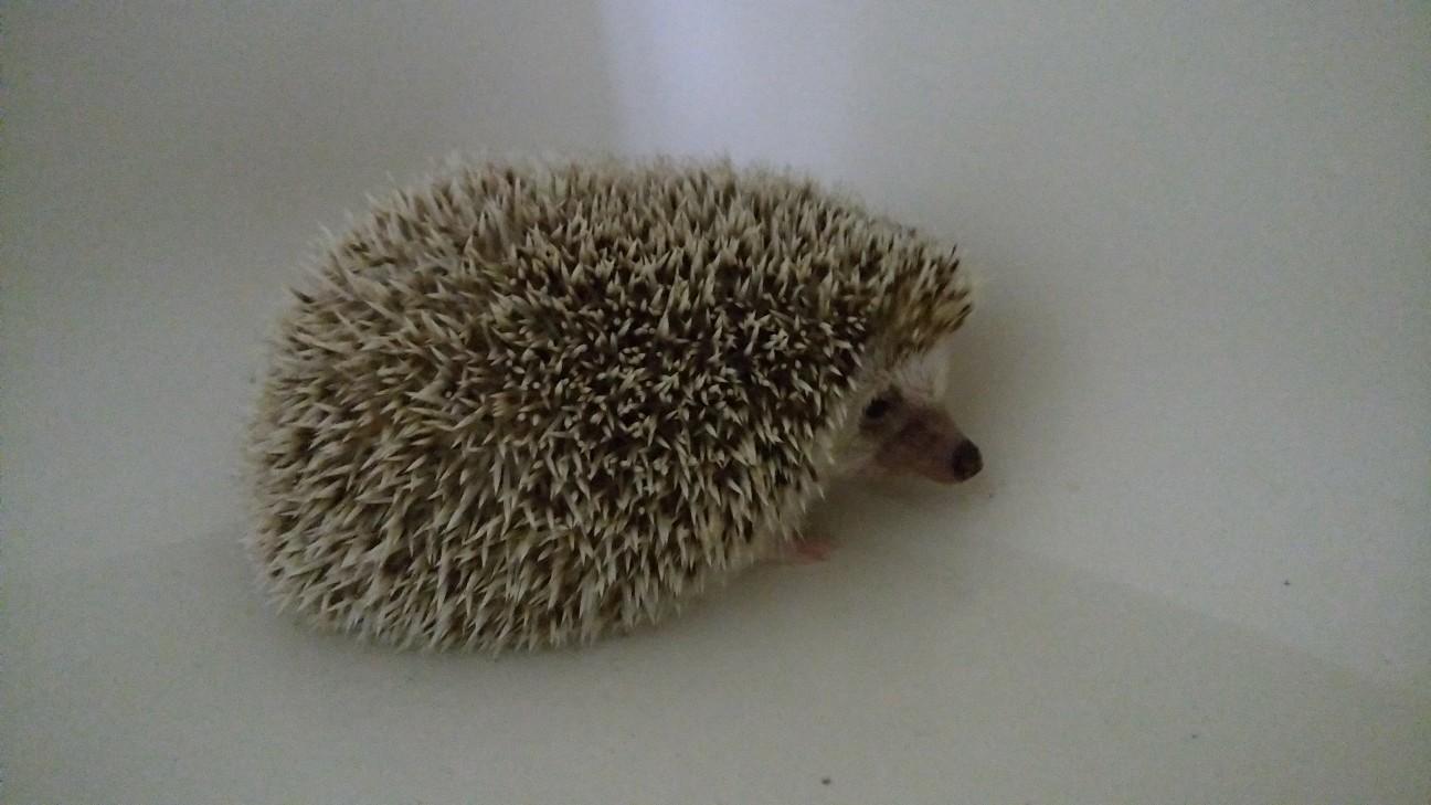 f:id:carmineBE0039:20180927224632j:plain