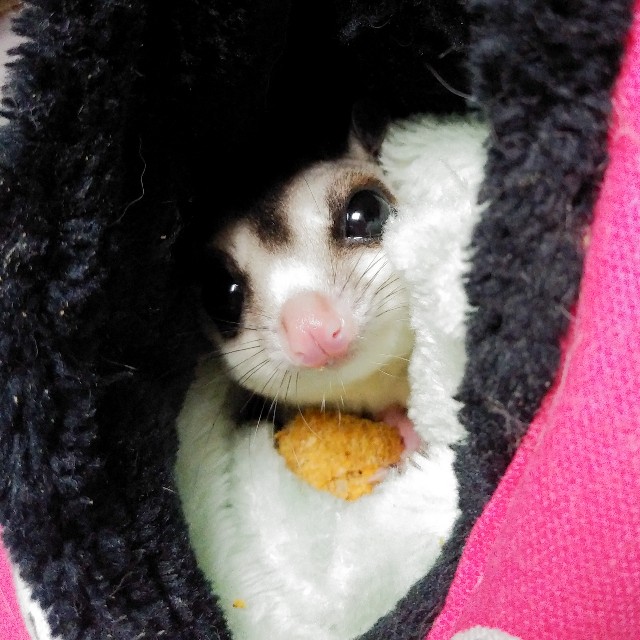 f:id:carmineBE0039:20190329223901j:image