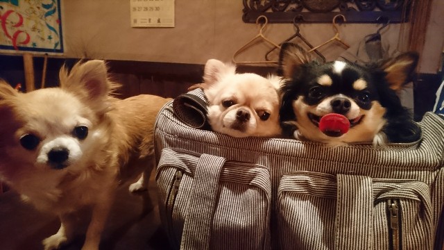 f:id:carol14yi:20200519154022j:image