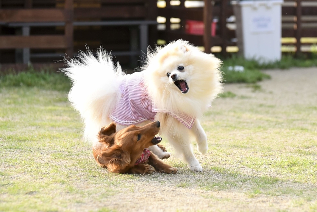 f:id:carp2019:20190219105307j:plain