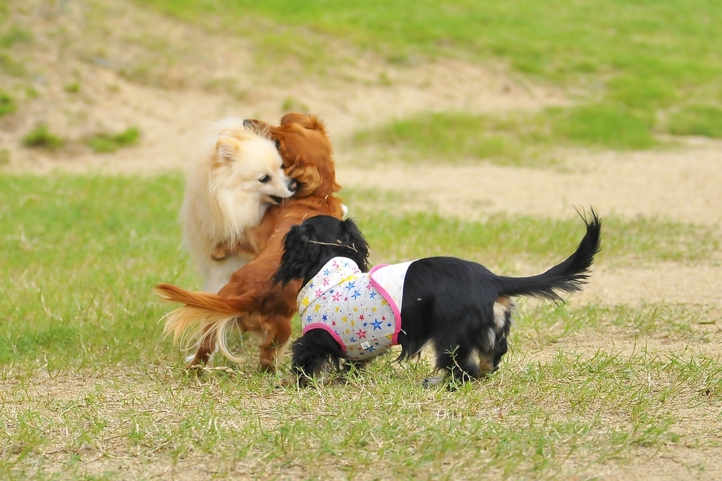 f:id:carp2019:20190219110151j:plain