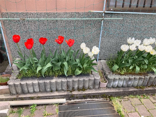 f:id:carp55kousaka272:20260417124803j:image