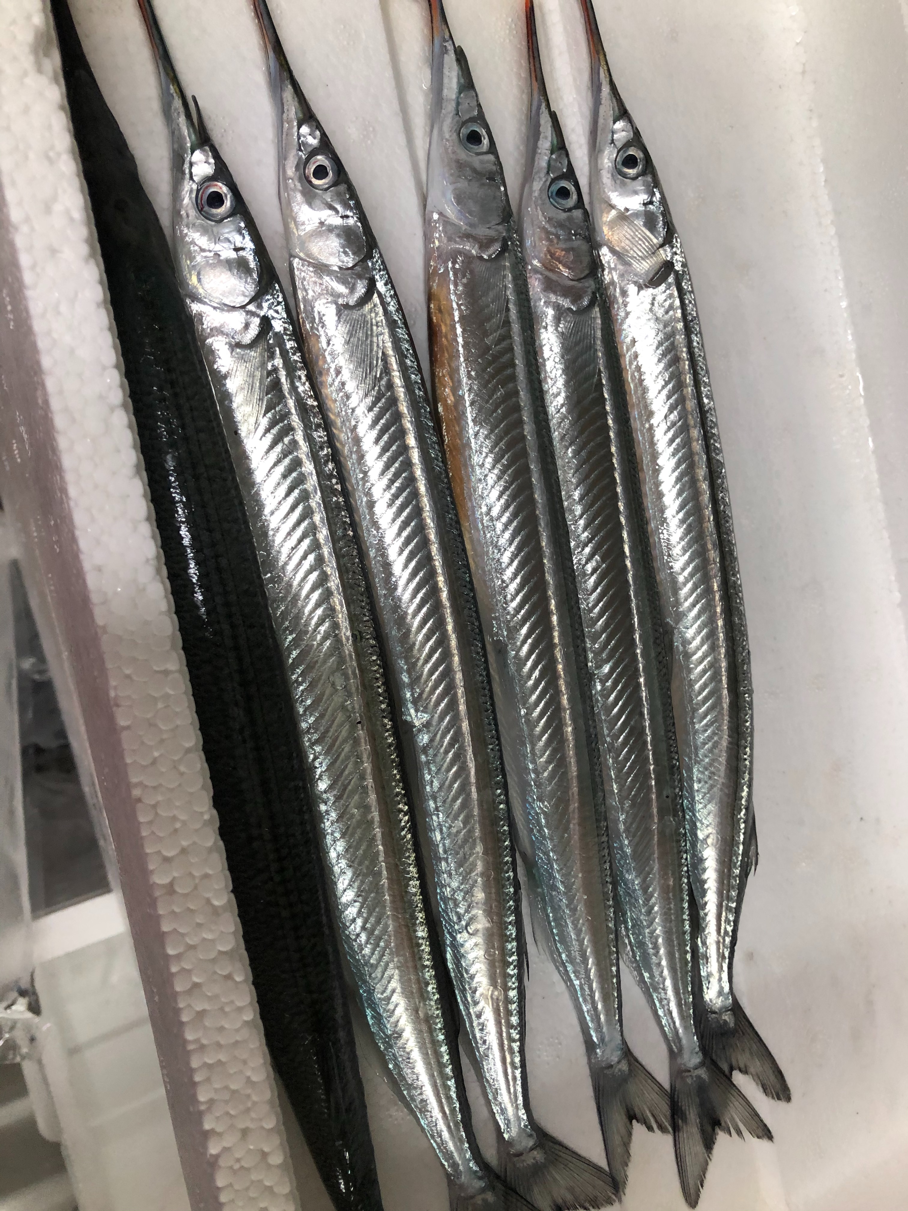 活あわび・サヨリ入荷 - (新)大阪富田林寿司居酒屋【すし広】のブログ