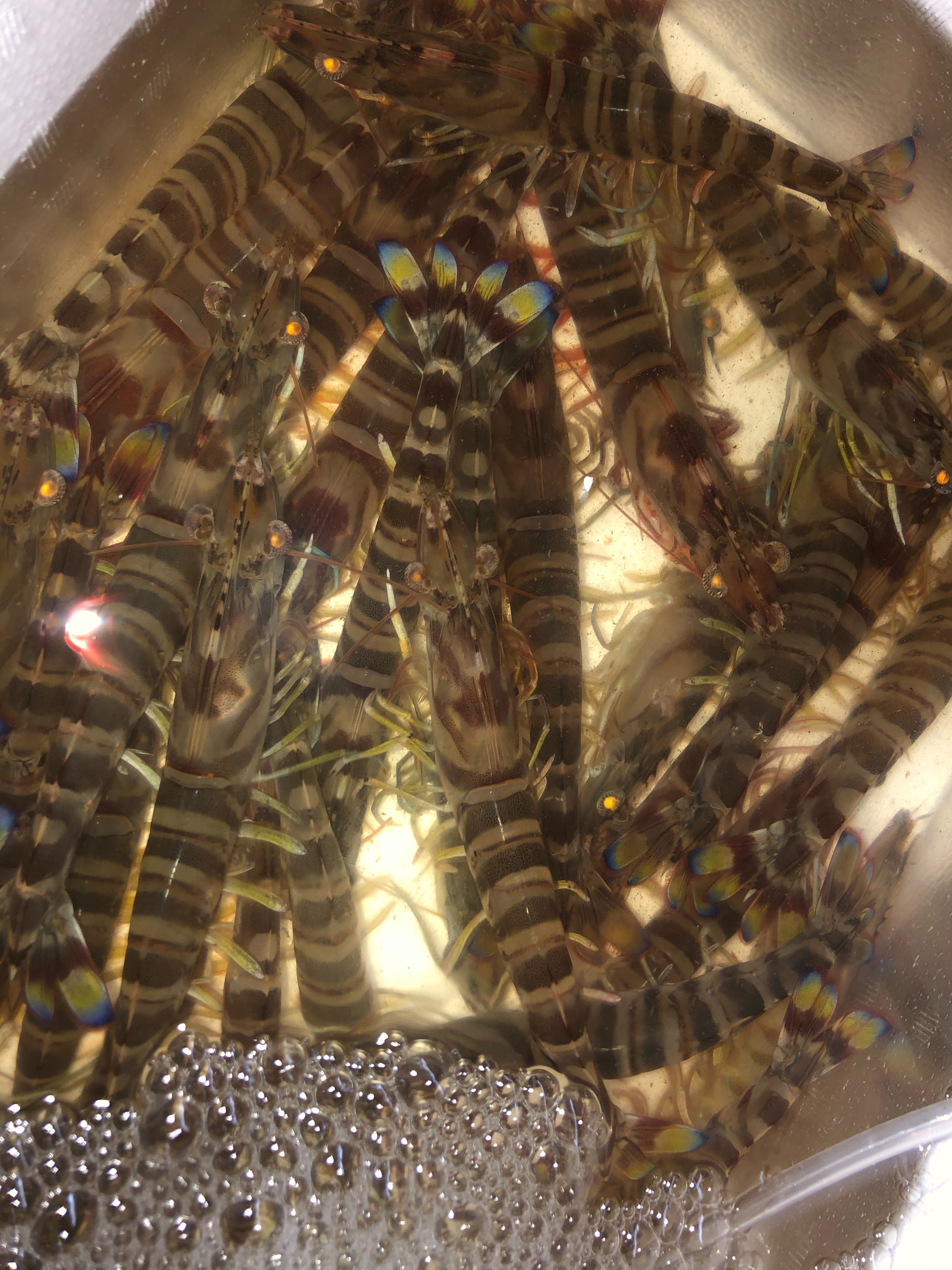 f:id:carp_0301_kenta:20210313125526j:image f:id:carp_0301_kenta:20210313125526j:image