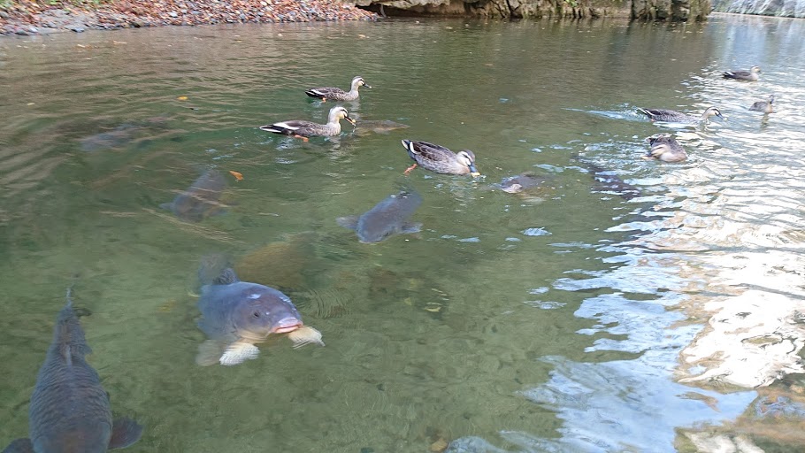 f:id:carpkeiji:20201108160931j:plain f:id:carpkeiji:20201108160931j:plain