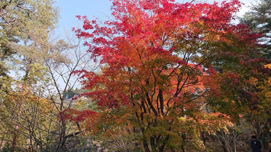 f:id:carpkeiji:20201108162146j:plain f:id:carpkeiji:20201108162146j:plain