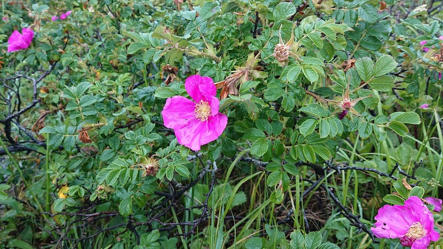 f:id:carpkeiji:20210129085314j:plain