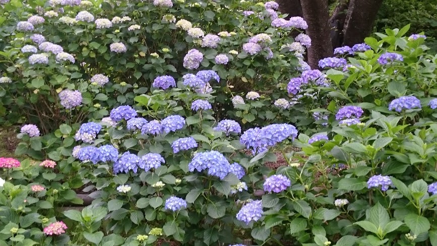 f:id:carpkeiji:20210209154757j:plain
