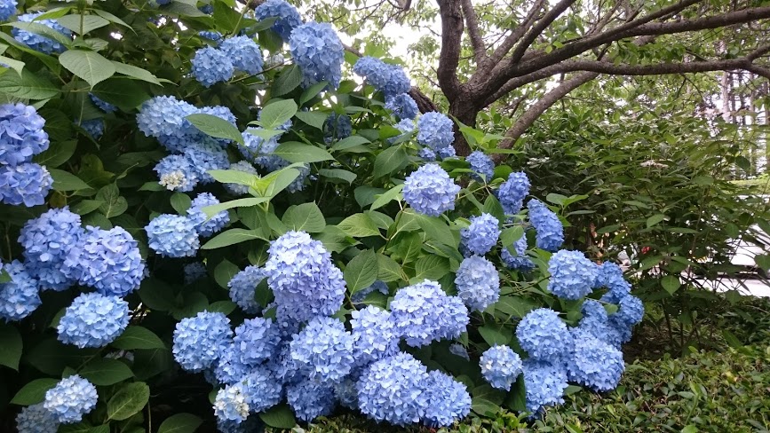 f:id:carpkeiji:20210209154808j:plain