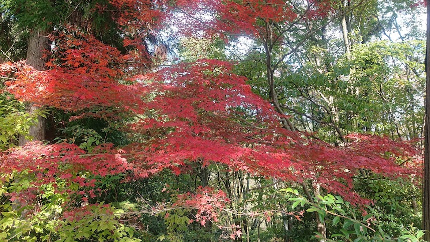 f:id:carpkeiji:20211107171258j:plain