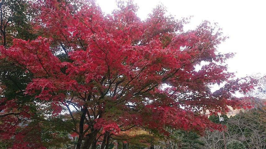 f:id:carpkeiji:20211110164232j:plain