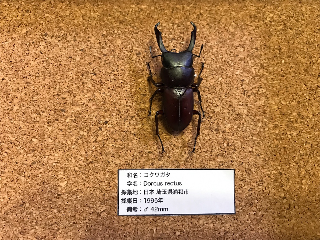 昆虫標本　クワガタムシ 6月1日まで限定セール 昆虫標本クワガタムシ