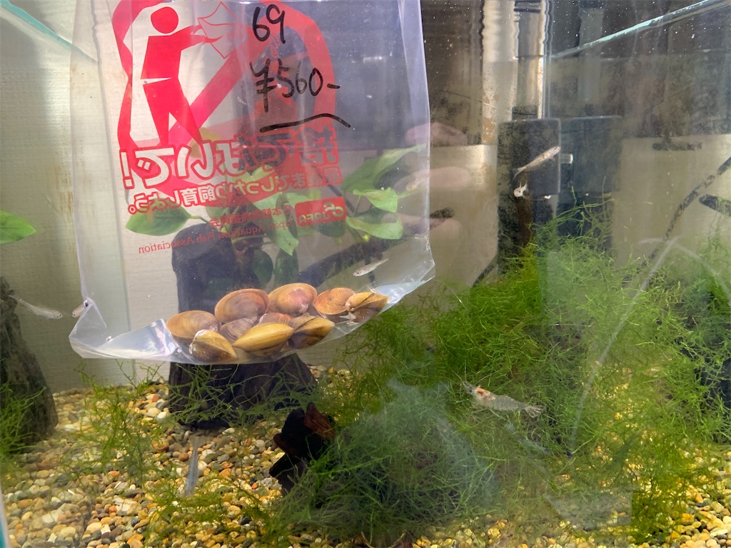淡水しじみがやってきた カープ親父の雑記帳