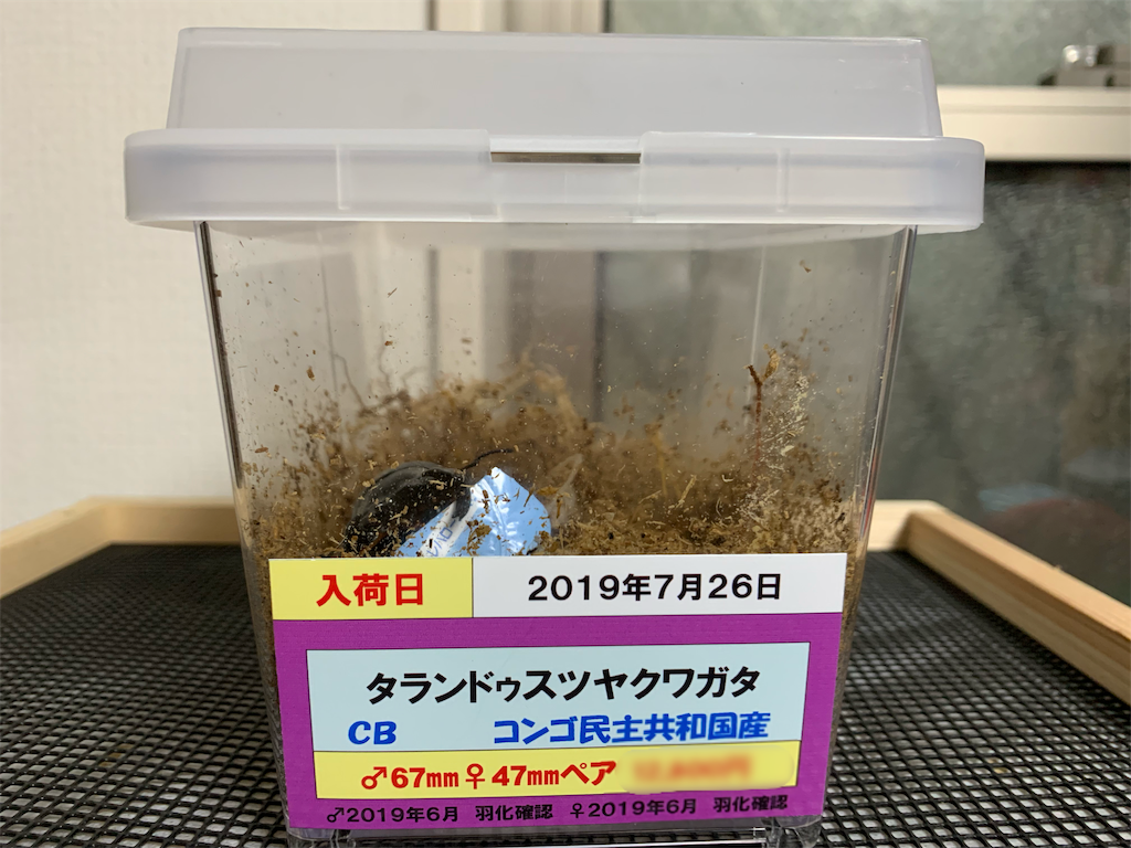 タランドゥスオオツヤクワガタがやってきた - カープ親父の雑記帳