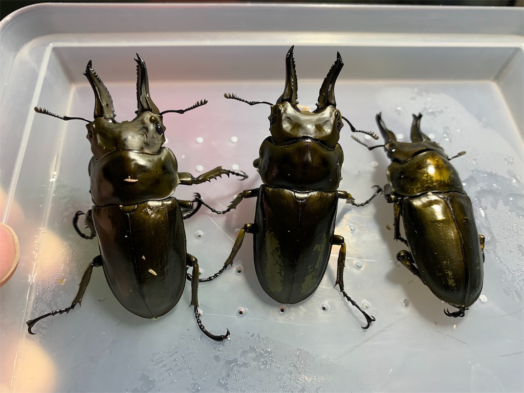 f:id:carpoyaji:20200122215519j:image f:id:carpoyaji:20200122215519j:image