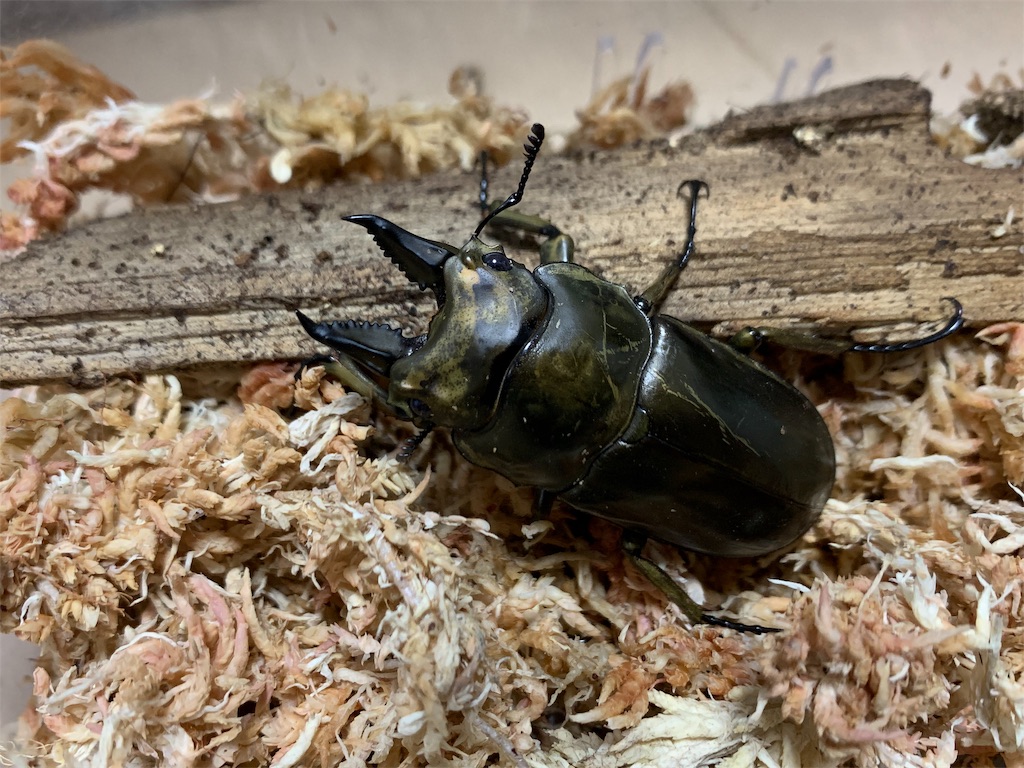 f:id:carpoyaji:20200122215728j:image f:id:carpoyaji:20200122215728j:image