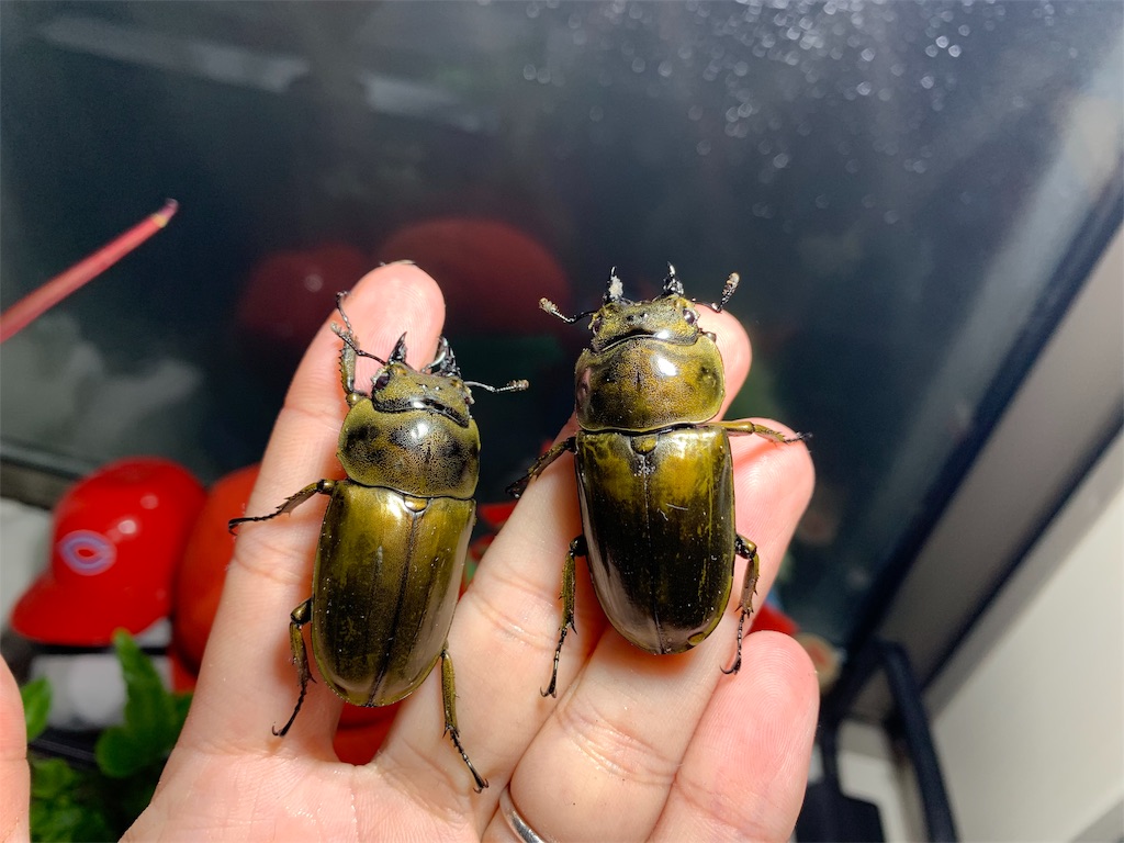 f:id:carpoyaji:20200122215751j:image f:id:carpoyaji:20200122215751j:image