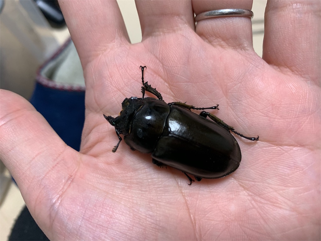 f:id:carpoyaji:20200122215932j:image f:id:carpoyaji:20200122215932j:image