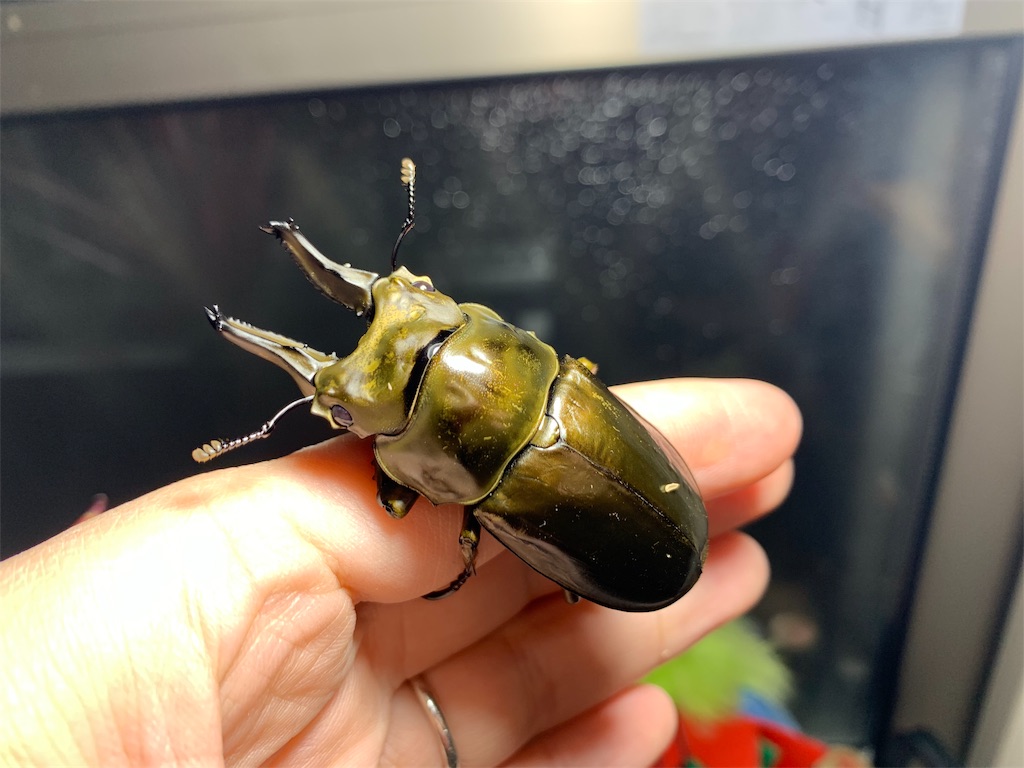 f:id:carpoyaji:20200122221719j:image f:id:carpoyaji:20200122221719j:image