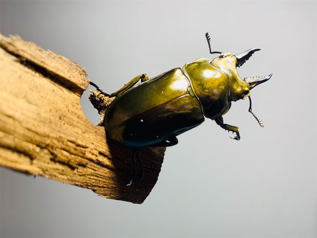 f:id:carpoyaji:20200122222005j:image f:id:carpoyaji:20200122222005j:image