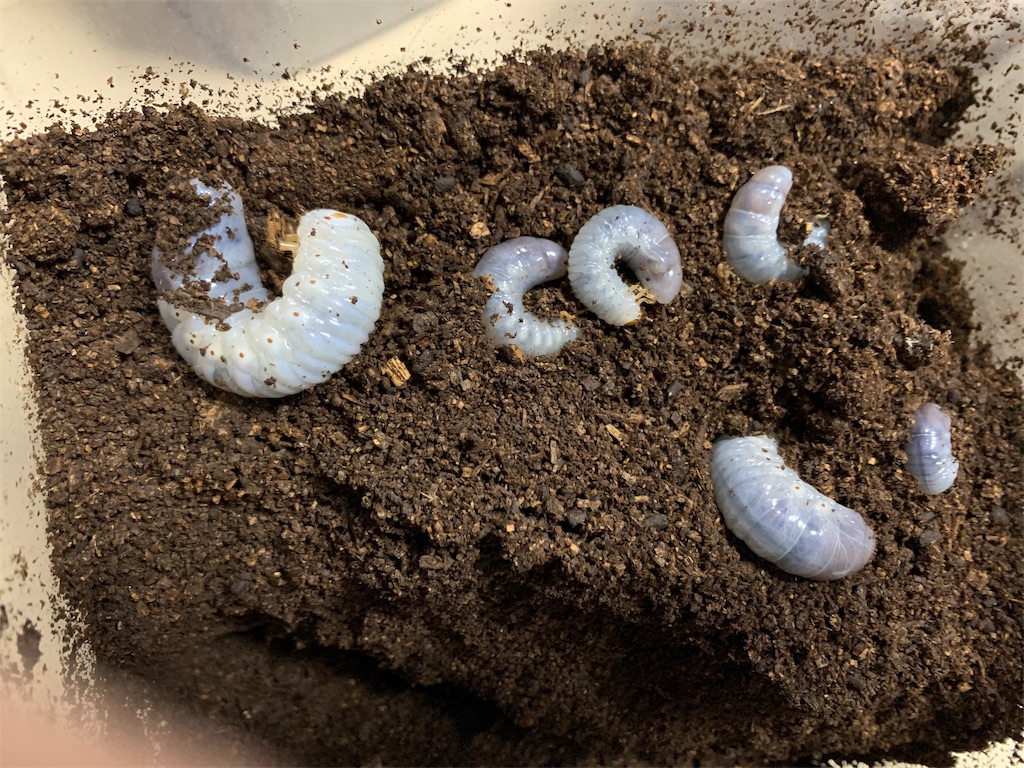 ヘラクレスオオカブト幼虫54匹