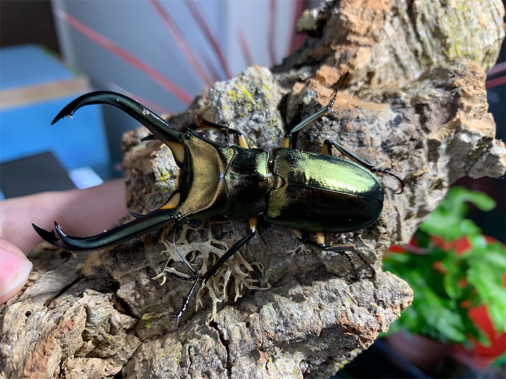 f:id:carpoyaji:20200310221455j:image