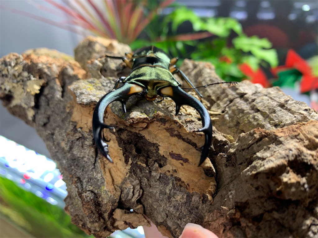 f:id:carpoyaji:20200310222243j:image