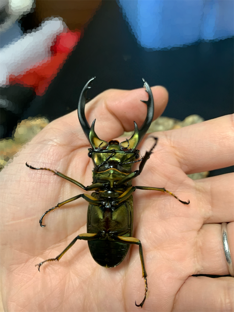 f:id:carpoyaji:20200310222336p:image