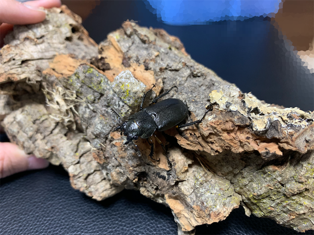 f:id:carpoyaji:20200310222921p:image