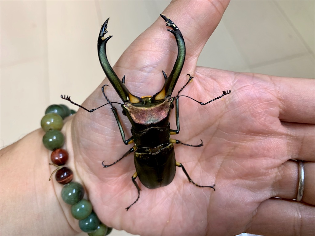 エフラフホソアカクワガタ 使用済みペア+産卵ケースセット