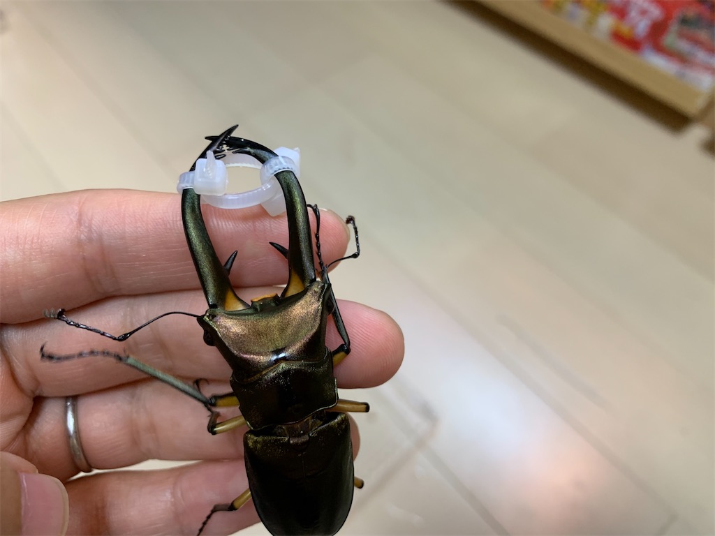 エフラフホソアカクワガタ 使用済みペア+産卵ケースセット