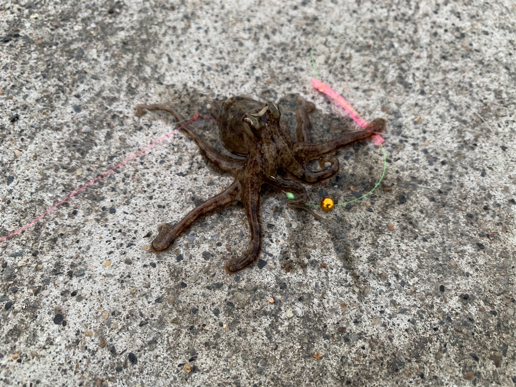 f:id:carpoyaji:20201029195618j:image