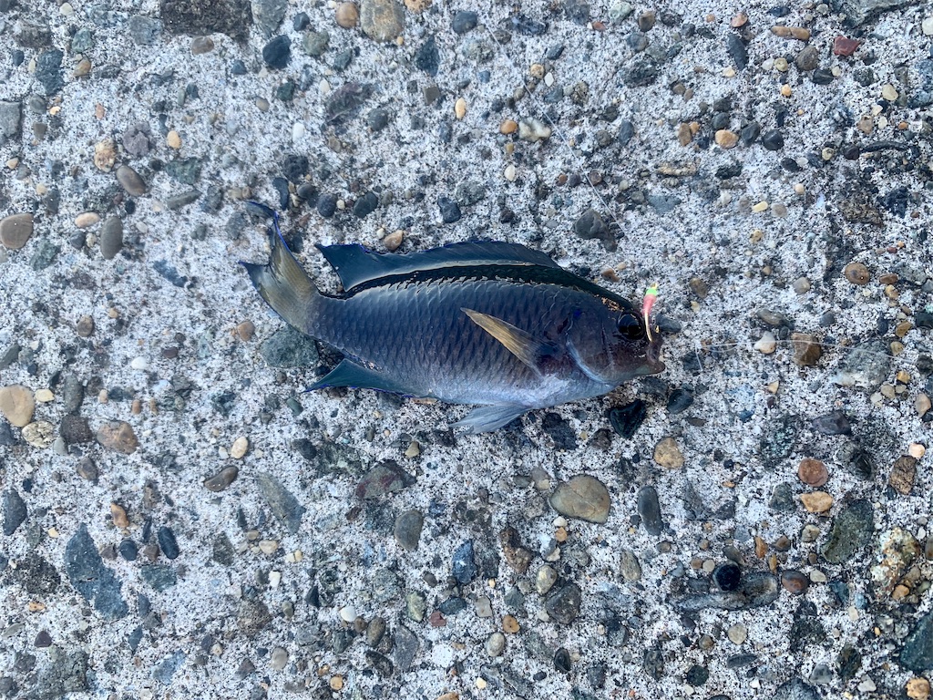 f:id:carpoyaji:20201029200327j:image
