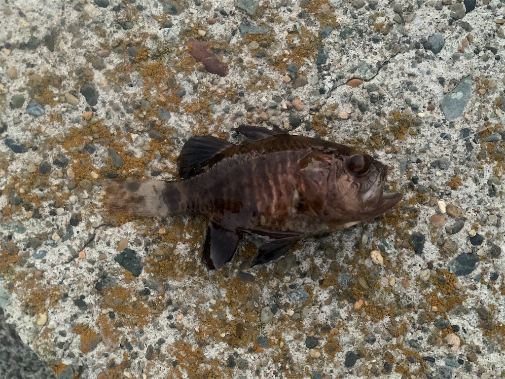 f:id:carpoyaji:20201029200331j:image