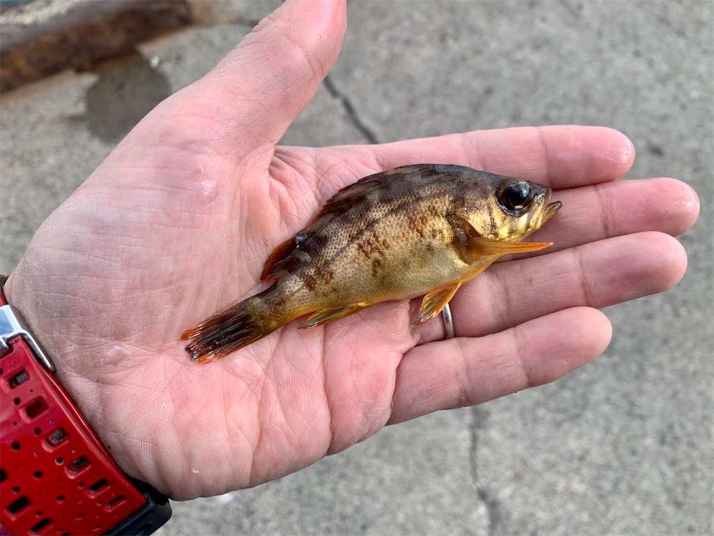 f:id:carpoyaji:20201029200336j:image